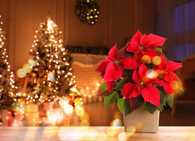 a-brief-overview-of-poinsettia-the-christmas-flower
